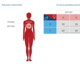 Kobieta z chromosomami XY? Zrozum złożoność biologii płci